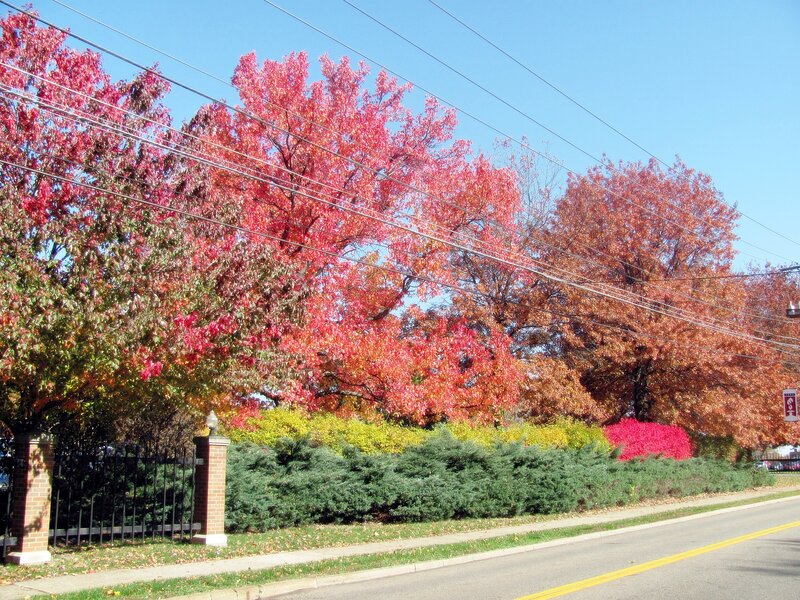 Autumn Trees by Road