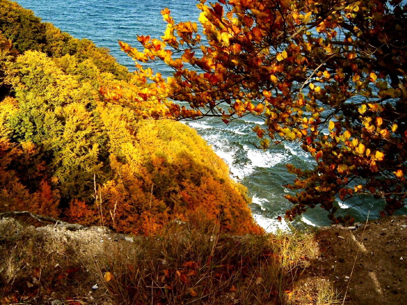 Autumn Trees by Sea