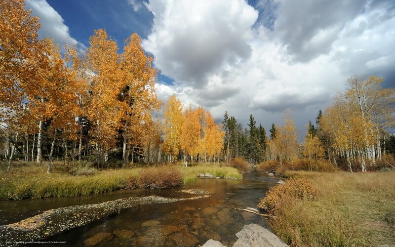 Autumn Trees by Stream — Orange, Dramatic