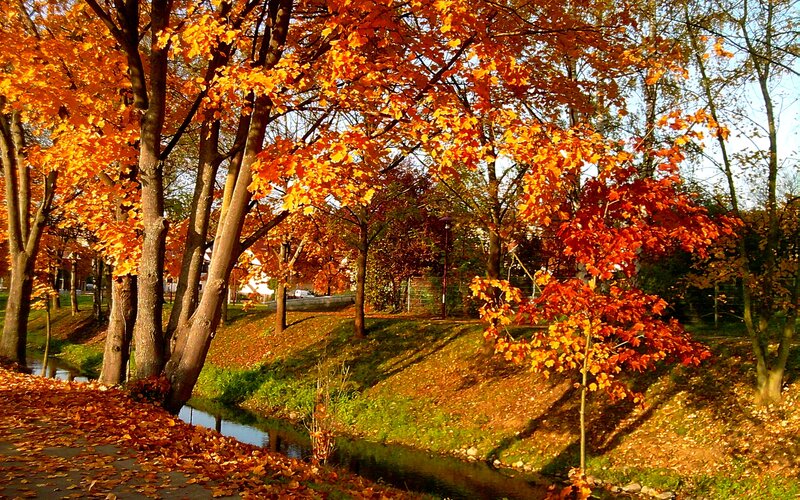 Autumn Trees by Stream — Orange