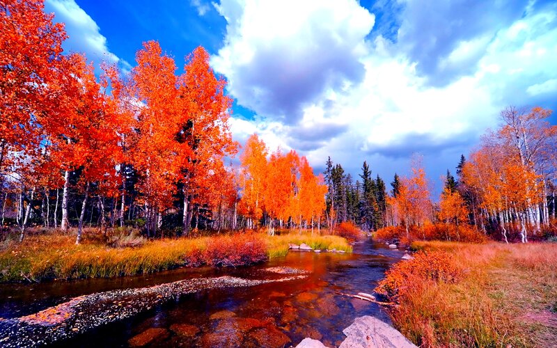 Autumn Trees by Stream