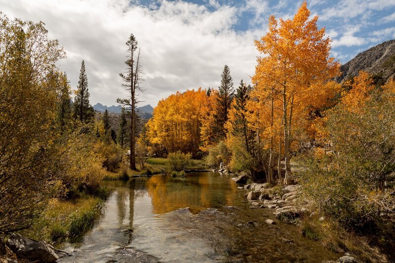 Autumn Trees by Stream — Yellow