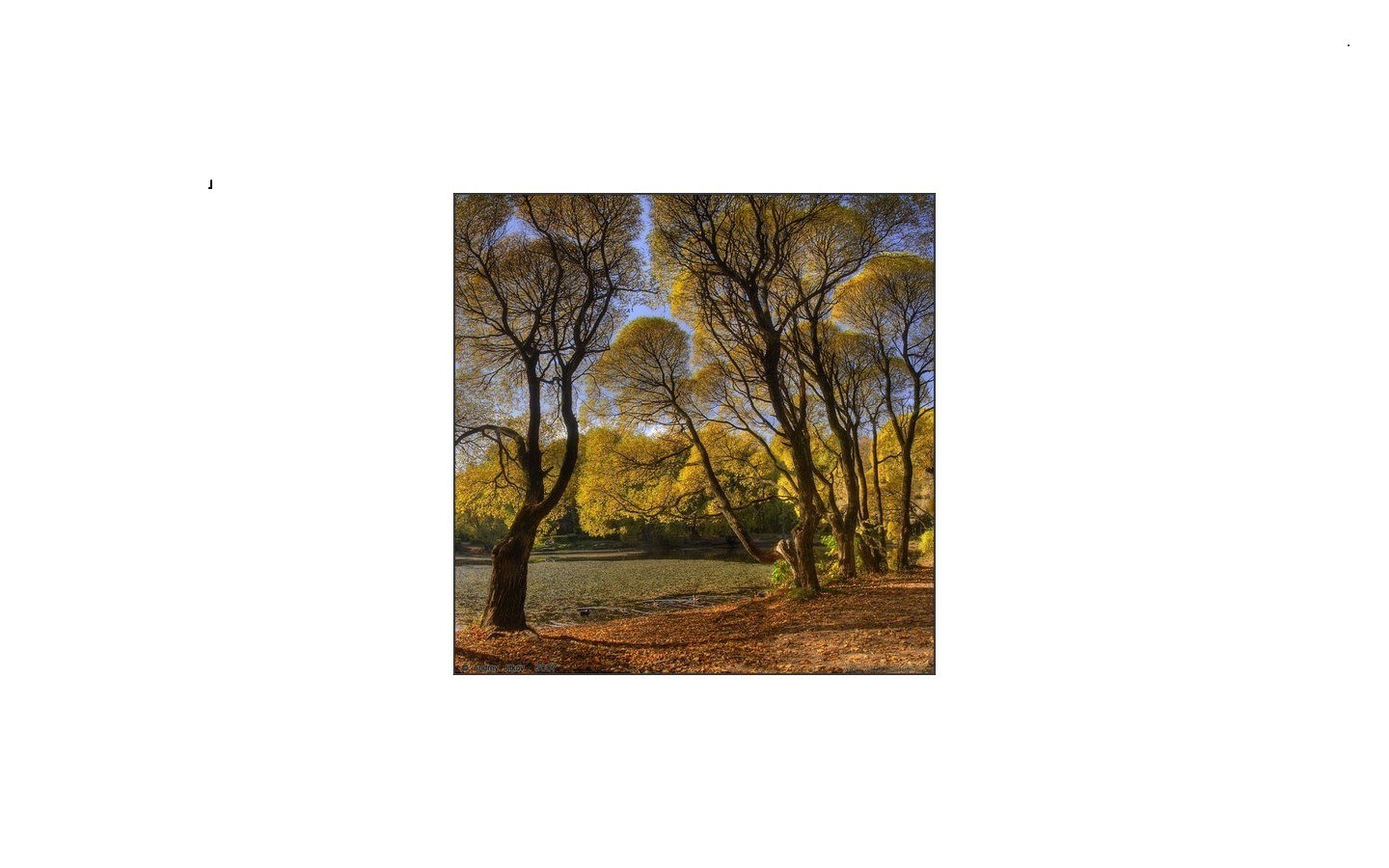 Autumn trees by the lake