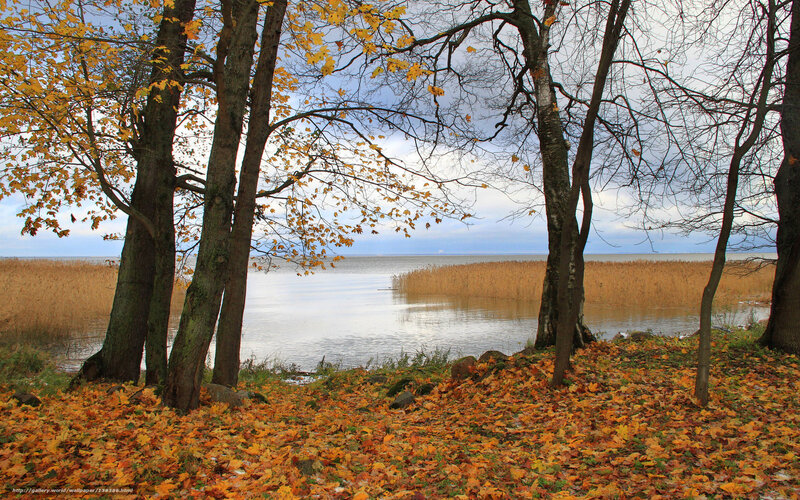 Autumn trees by the lake