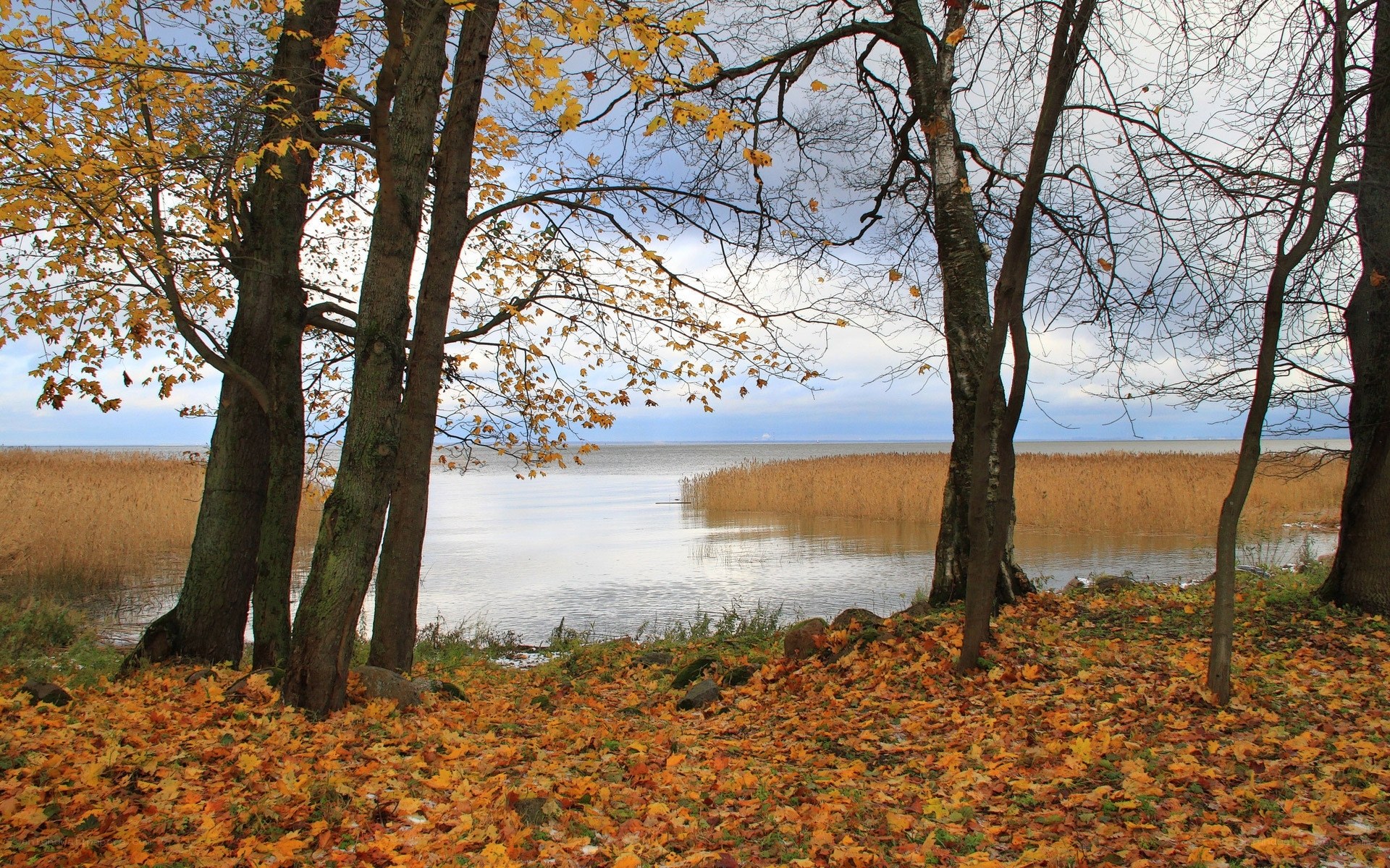 Autumn trees by the lake