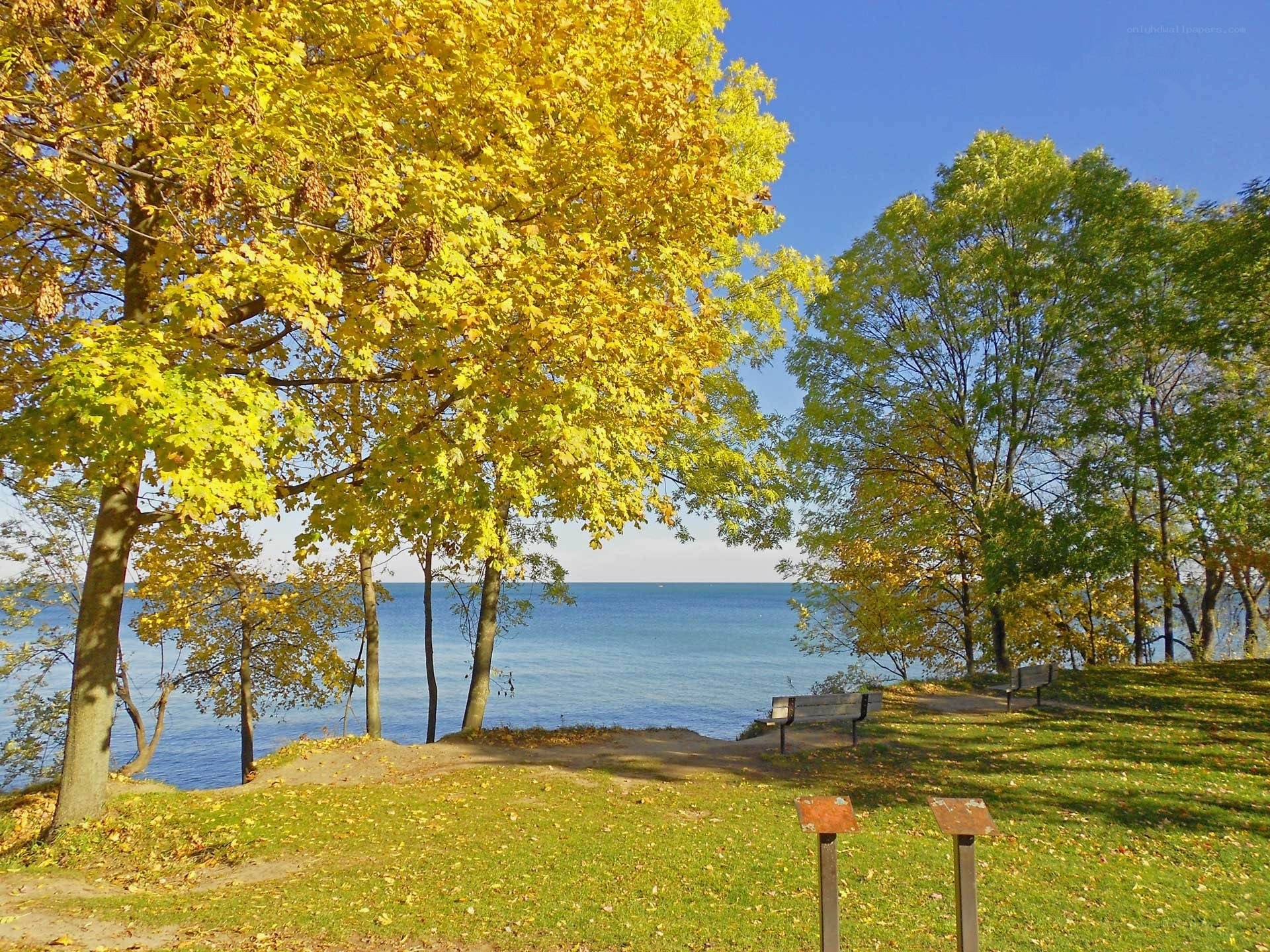 Autumn trees by the lake