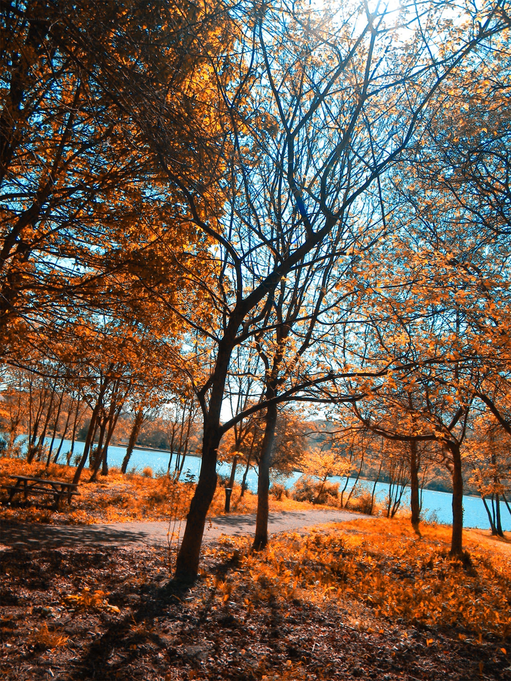 Autumn trees by the lake