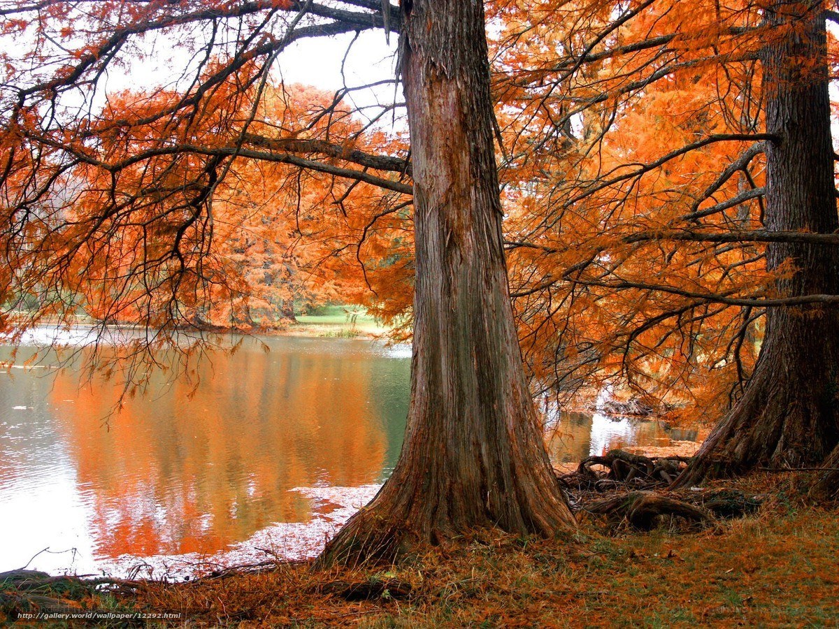 Autumn trees by the lake