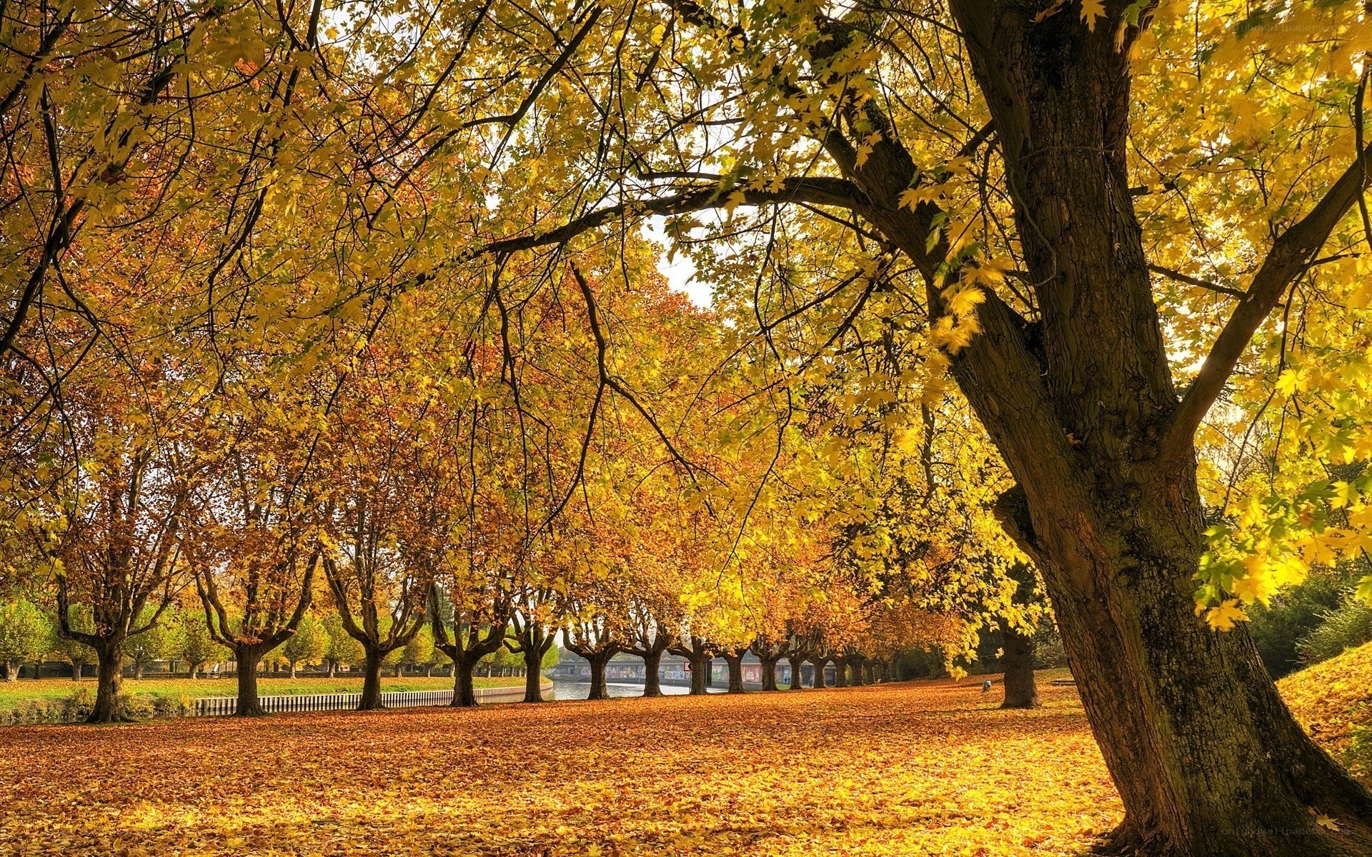 Autumn trees by the river