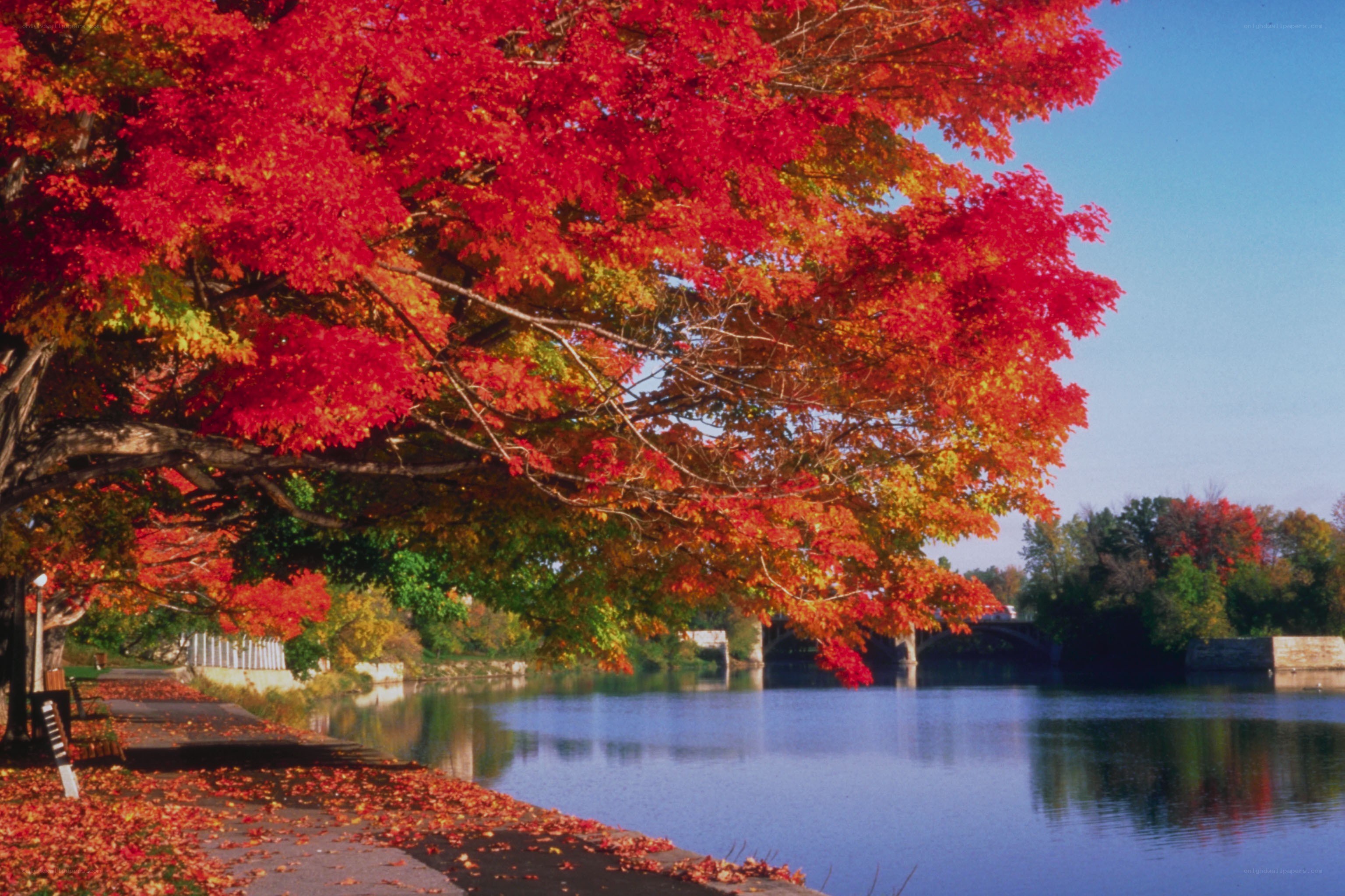 Autumn trees by the river