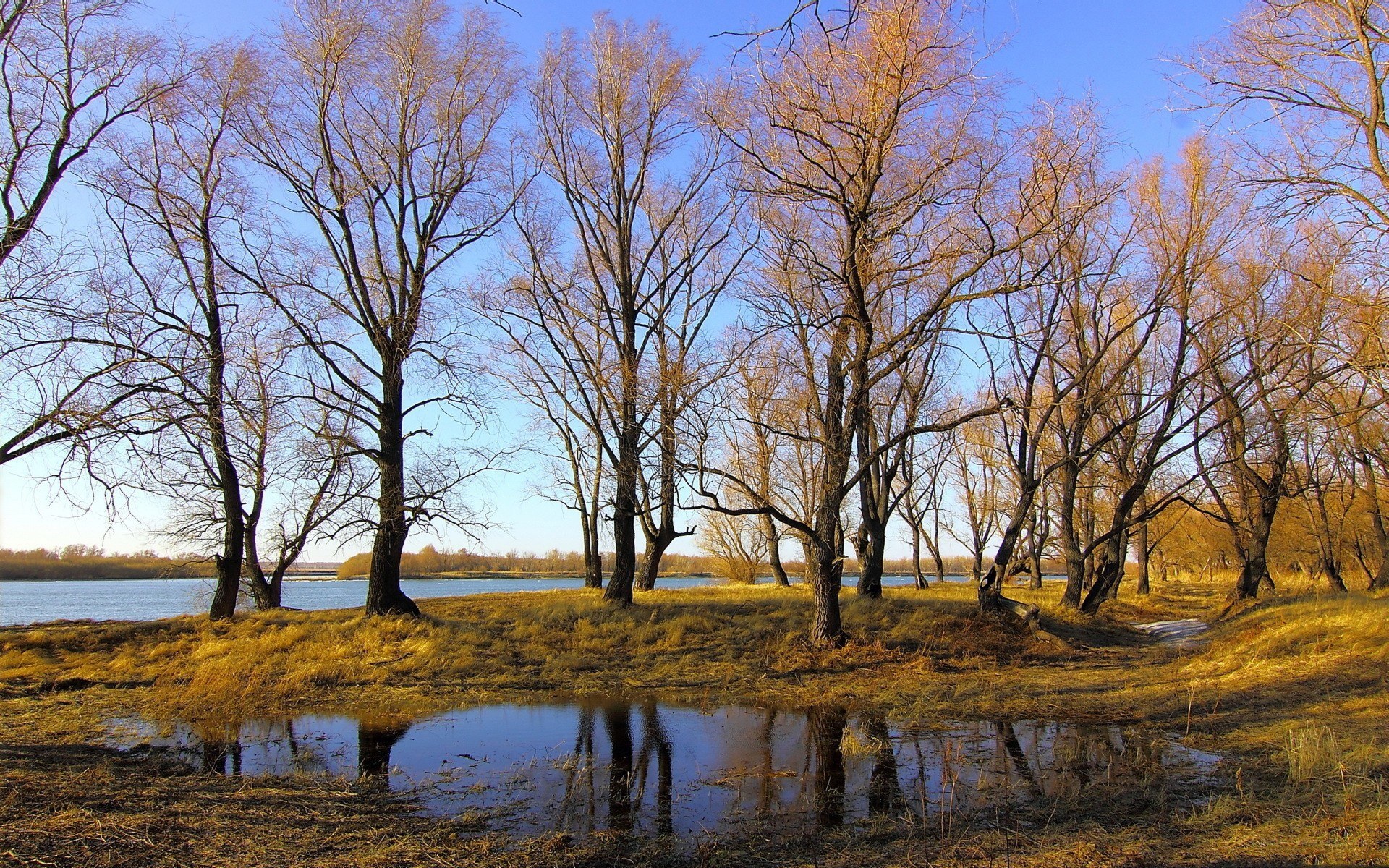 Autumn trees by the river