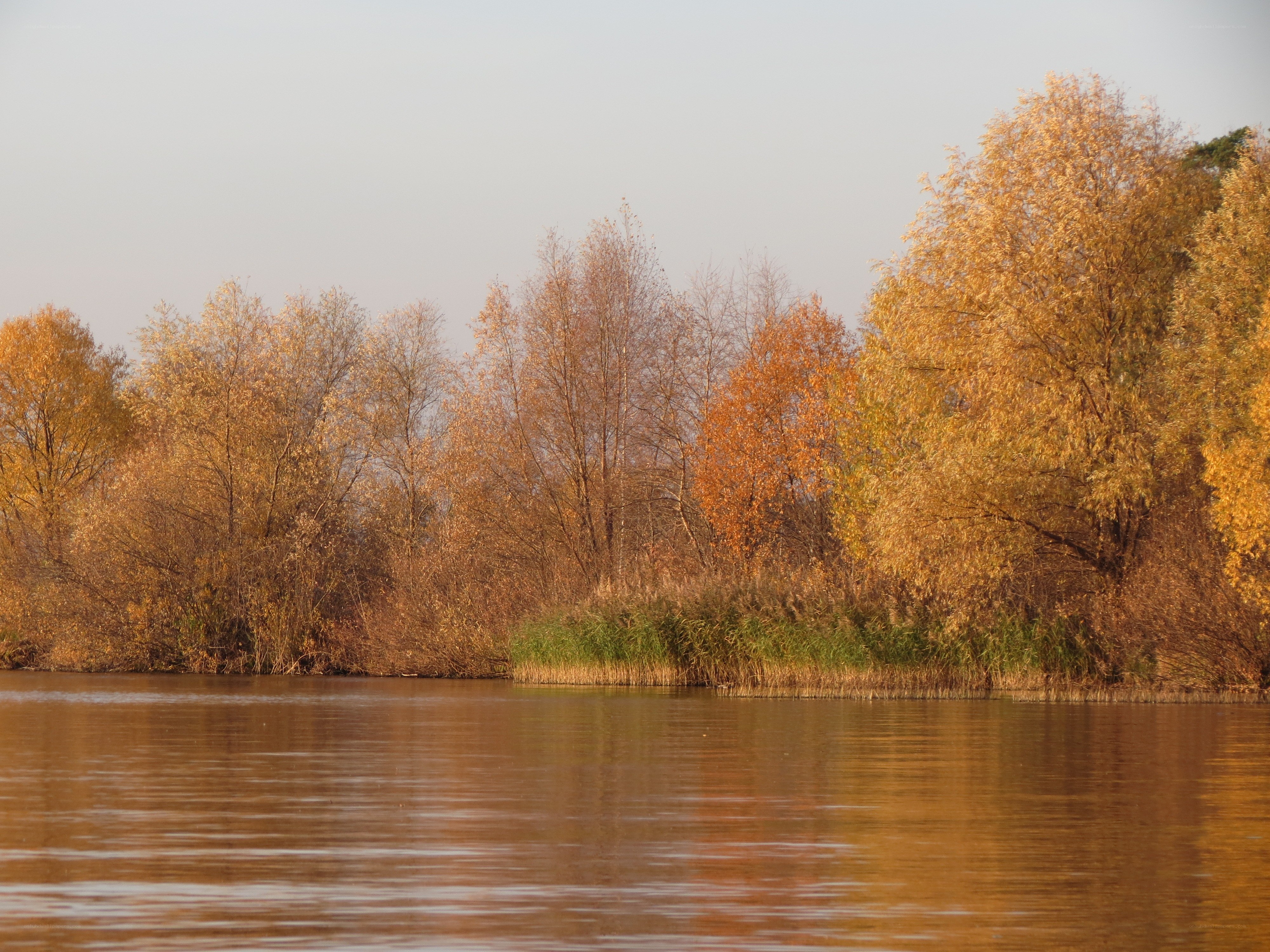 Autumn trees by the river
