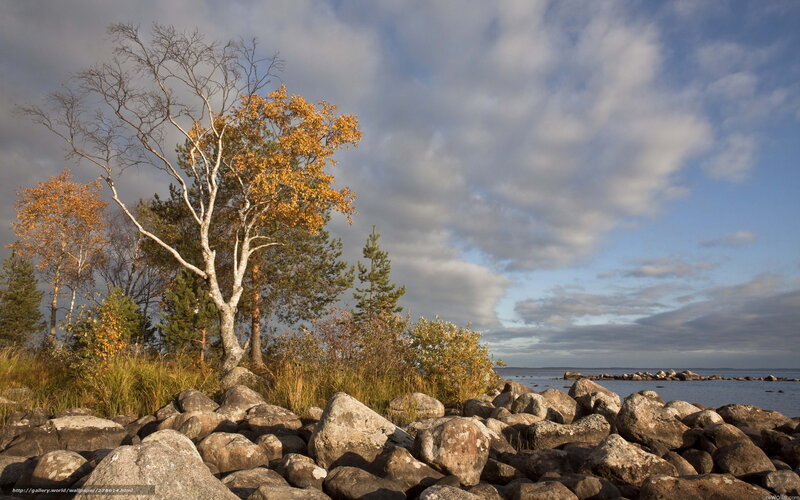 Autumn trees by the rocky shore