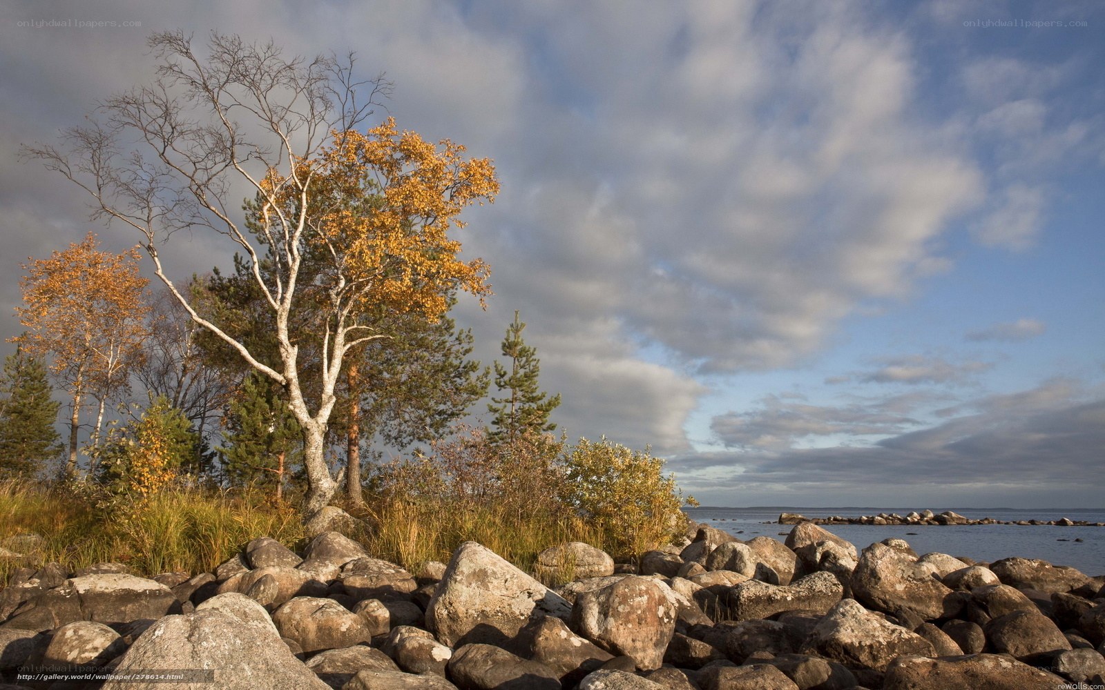 Autumn trees by the rocky shore