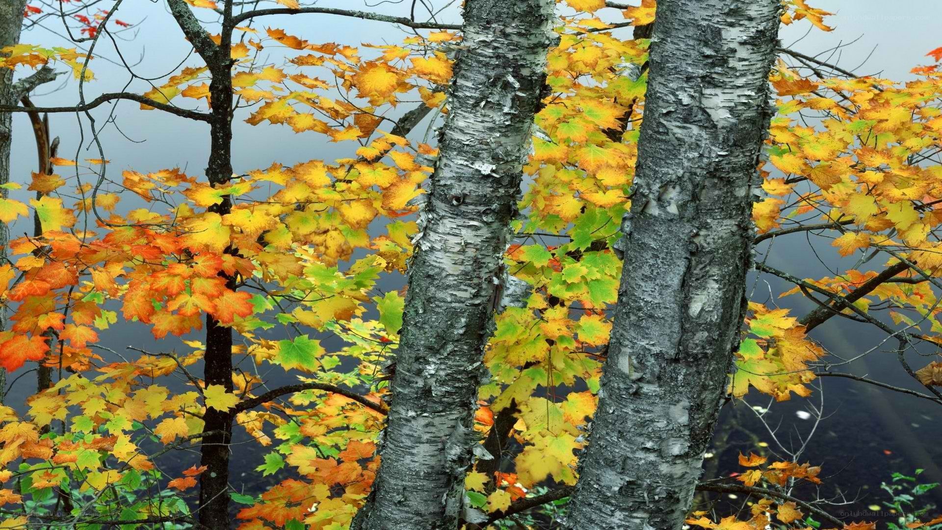 Autumn trees by the water