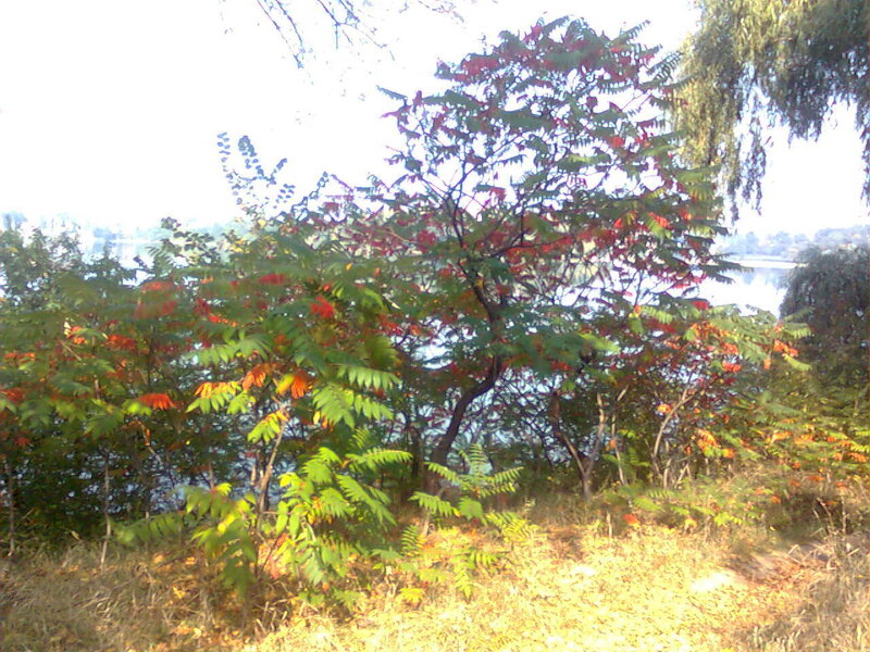 Autumn trees by the water