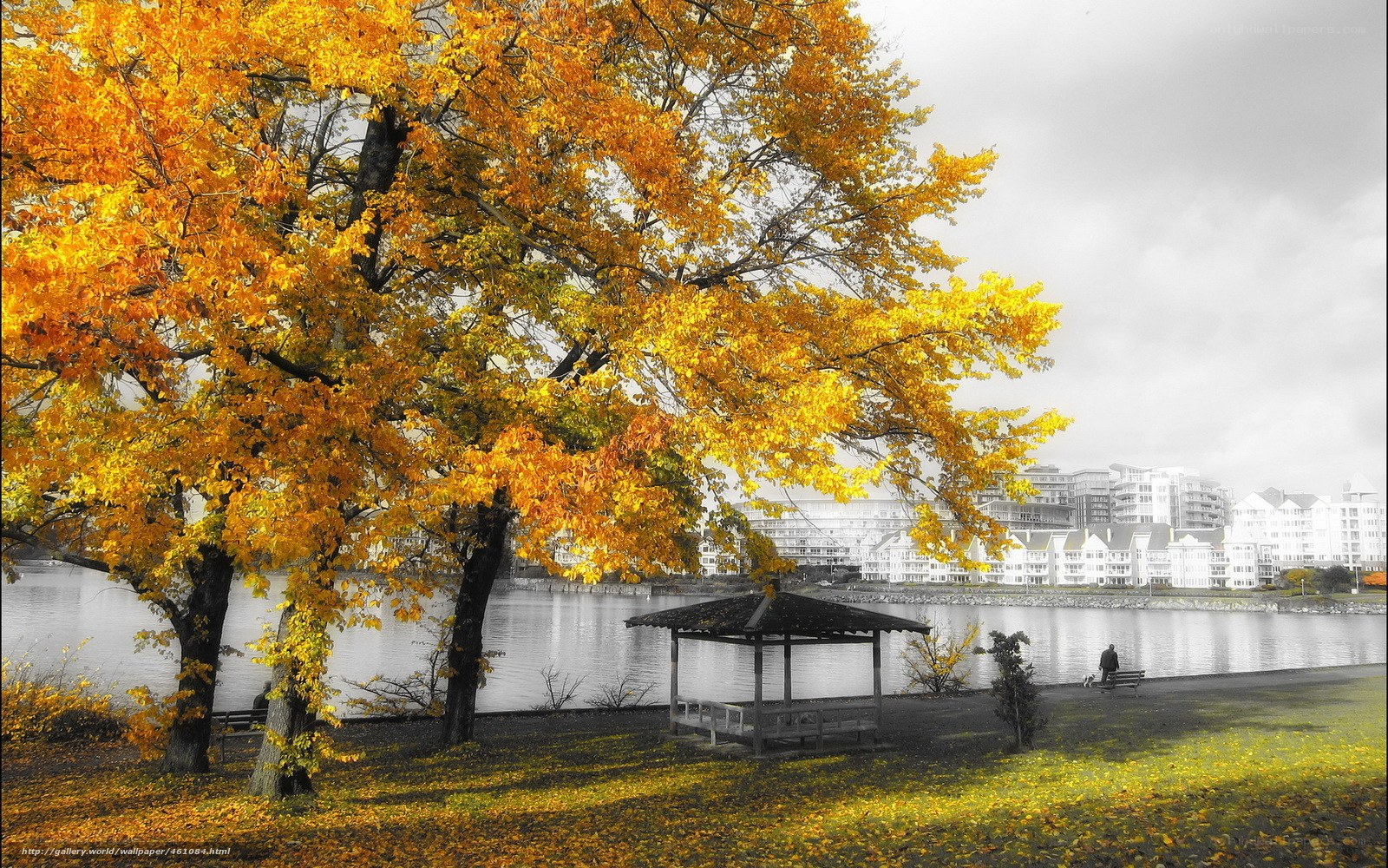 Autumn trees by the water