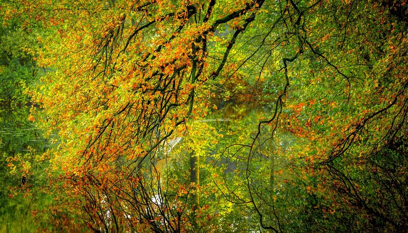 Autumn Trees by Water — Green