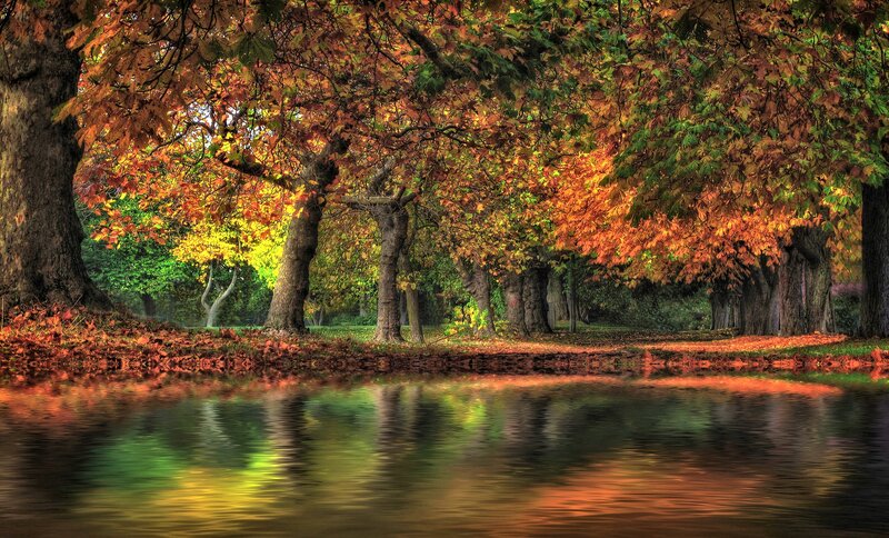 Autumn Trees by Water — Orange, Serene, Photograph, Leaves