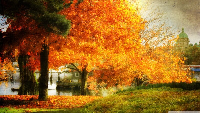 Autumn Trees by Water — Orange, Serene, Photograph