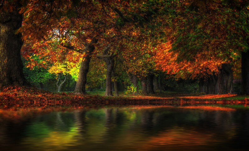 Autumn Trees by Water — Orange, Serene