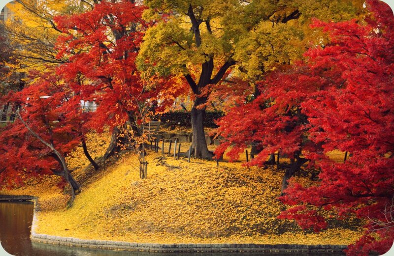 Autumn Trees by Water — Red, Serene, Photograph