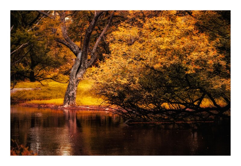 Autumn Trees by Water — Yellow