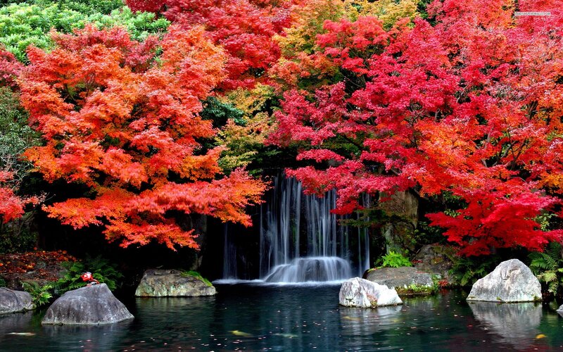 Autumn Trees by Waterfall — Red, Serene, Photograph