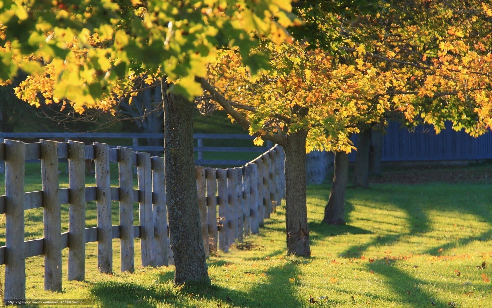 Autumn trees by wooden fence