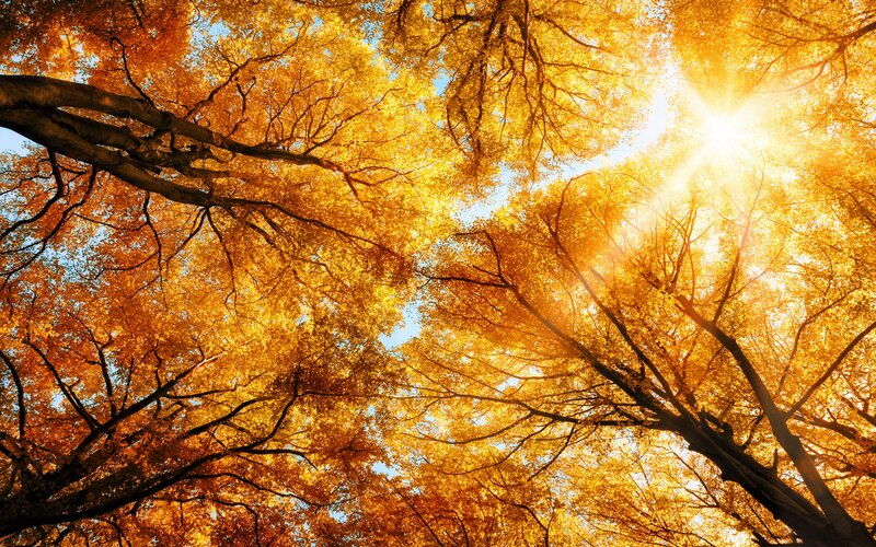 Autumn Trees Canopy — Gold, Serene