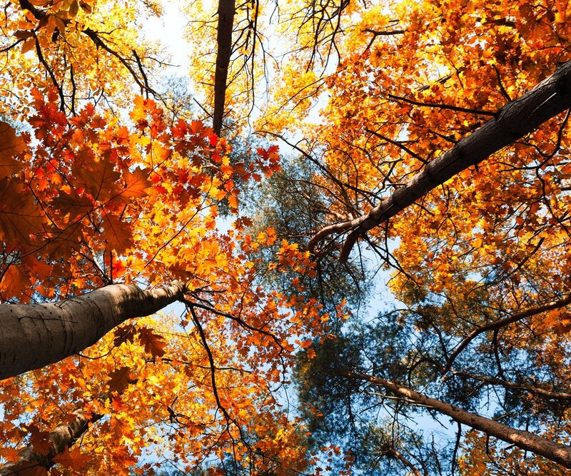 Autumn Trees Canopy — Orange, Serene, Photograph, Leaves, Branches
