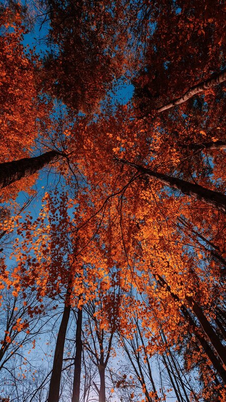 Autumn Trees Canopy — Orange, Serene, Photograph, Leaves