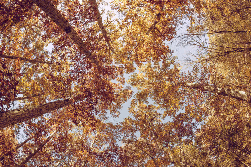 Autumn Trees Canopy — Orange, Serene, Photograph
