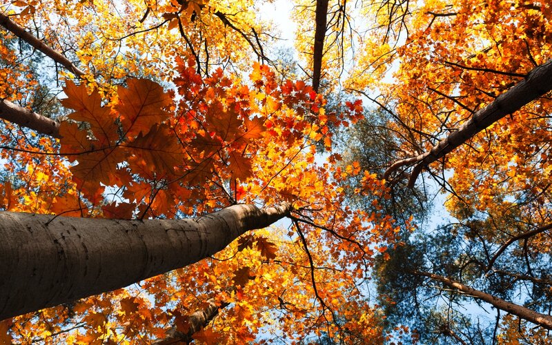Autumn Trees Canopy — Orange, Serene