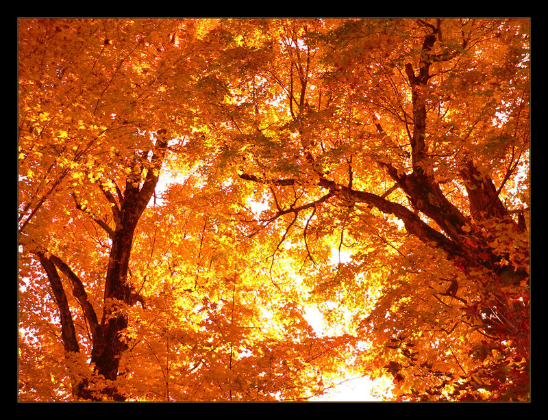 Autumn Trees Canopy — Orange