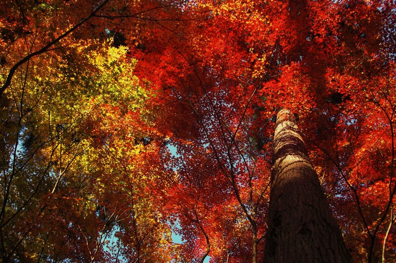 Autumn Trees Canopy — Red, Dramatic