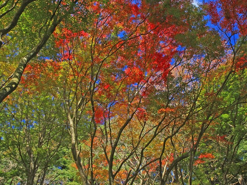 Autumn Trees Canopy — Red, Serene, Photograph, Leaves, Sky