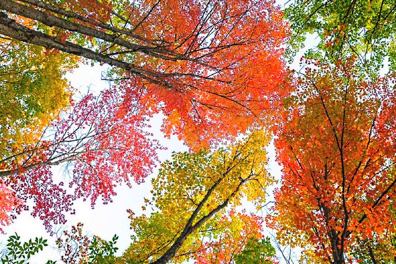 Autumn Trees Canopy — Red, Serene, Photograph, Leaves