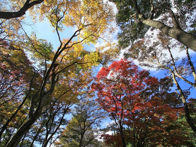 Autumn Trees Canopy — Red, Serene, Photograph, Sky