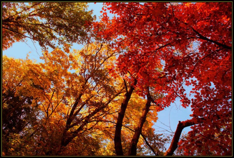 Autumn Trees Canopy — Red, Serene, Photograph