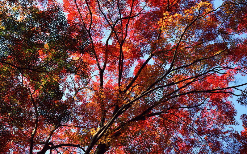 Autumn Trees Canopy — Red, Serene
