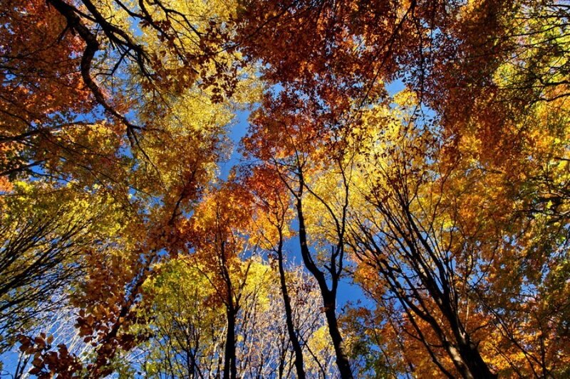 Autumn Trees Canopy