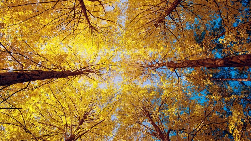 Autumn Trees Canopy — Yellow, Serene, Photograph, Leaves, Sky