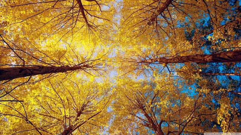 Autumn Trees Canopy — Yellow, Serene, Photograph