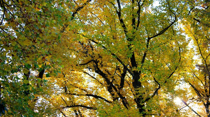 Autumn Trees Canopy — Yellow, Serene