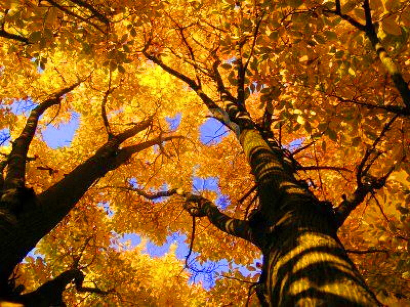 Autumn Trees Canopy — Yellow