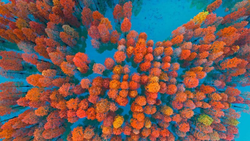 Autumn Trees from Above — Orange