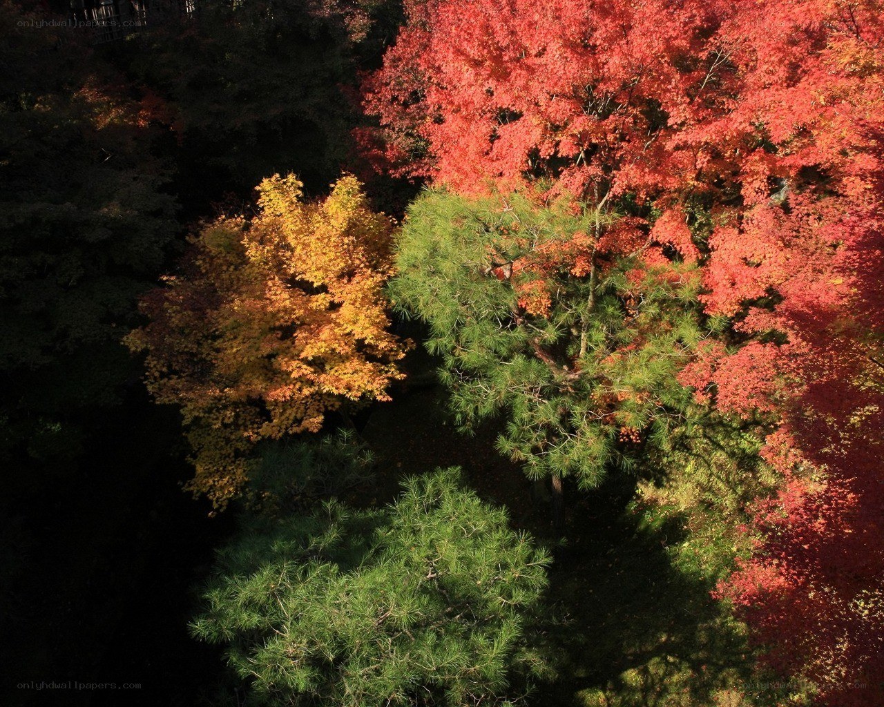 Autumn trees from above