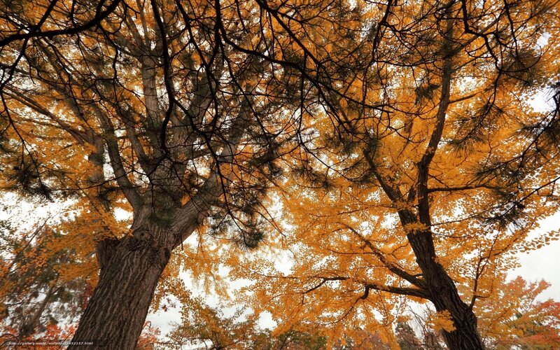 Autumn trees from below