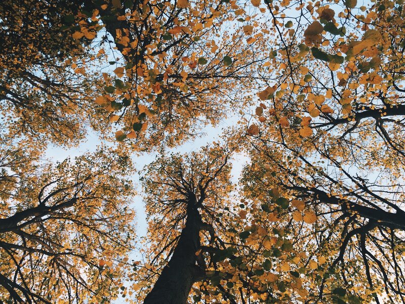 autumn trees from below